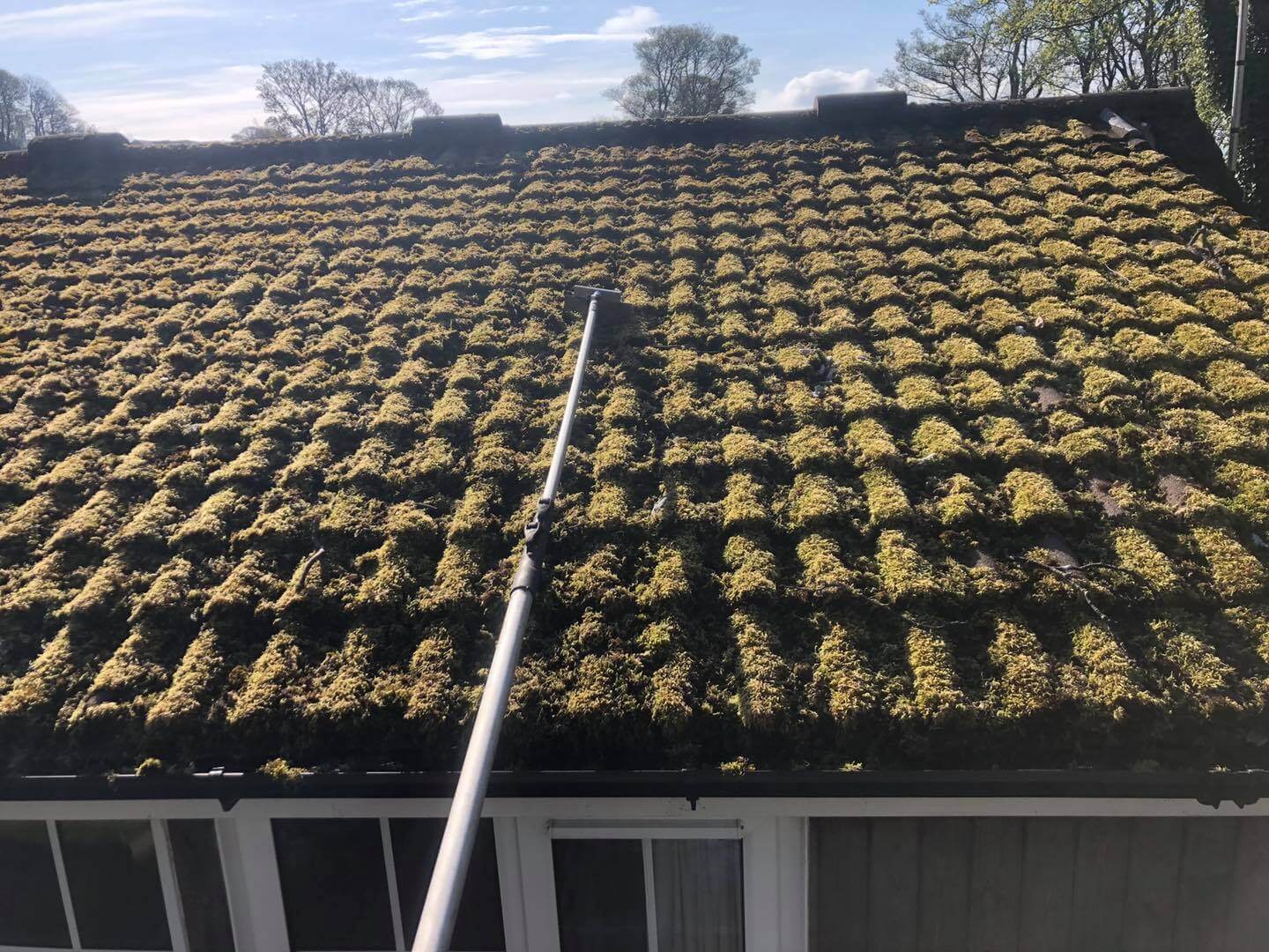 Moss Removal